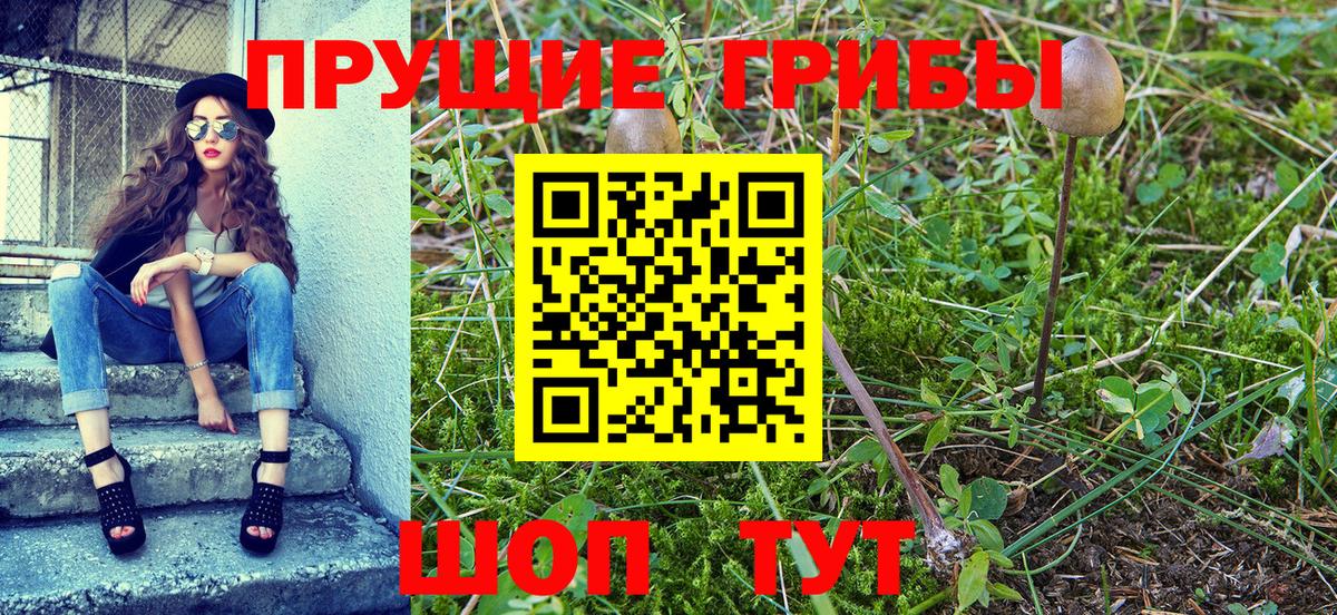 Прохладный  Псилоцибиновые грибы GOLDEN TEACHER  Вход с VPN 